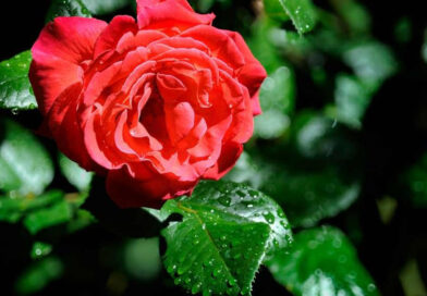 فوکوس انتخابی در فتوشاپ